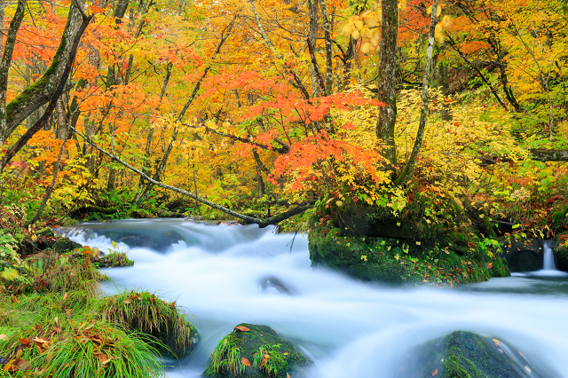 紅葉時期の奥入瀬渓流