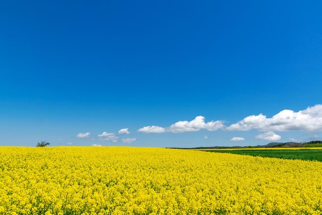 photo by PIXTA (269843)