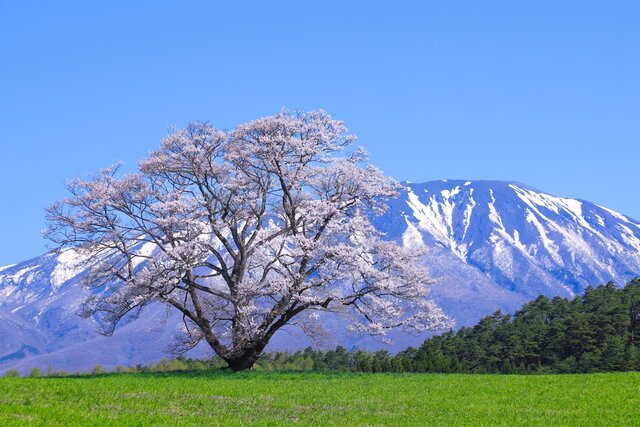 photo by PIXTA (269844)