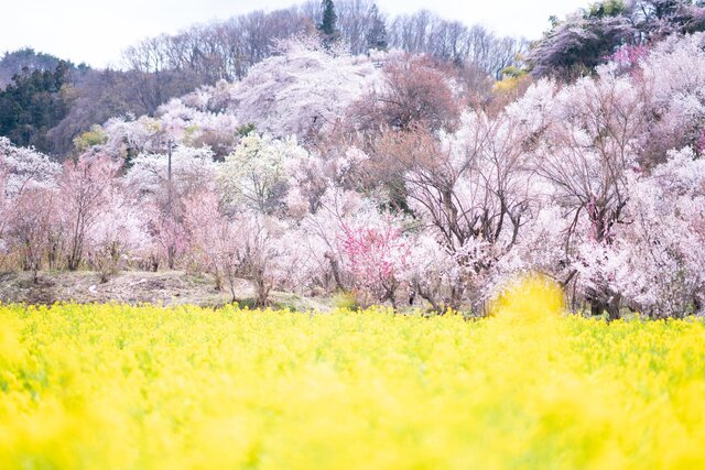 photo by PIXTA (269852)