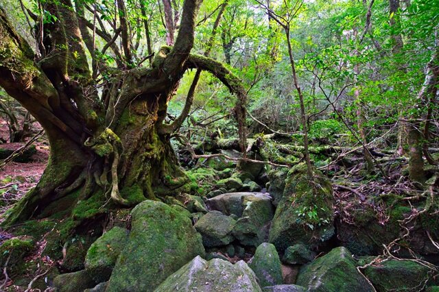 photo by PIXTA (270749)