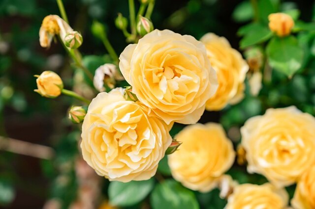 グラハムトーマス