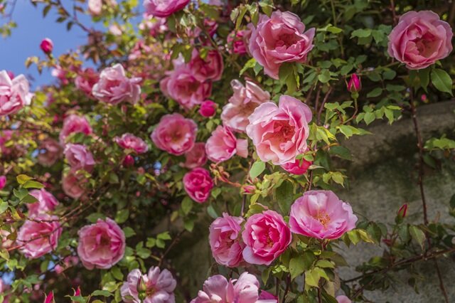 リージャンロードクライマー