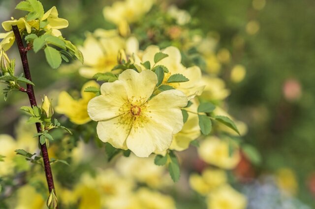世界のバラの野生種:ロサ プラティアカンサ