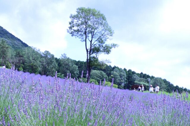 photo by PIXTA (275131)