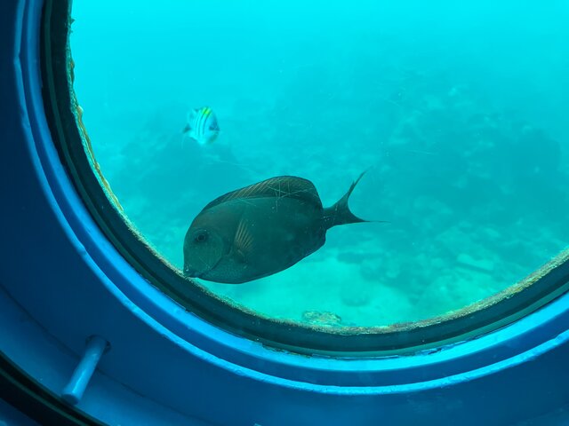ナガニザ