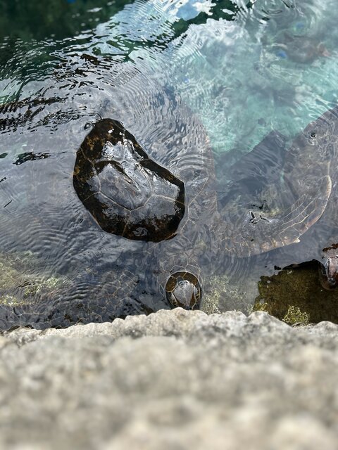 ウミガメ