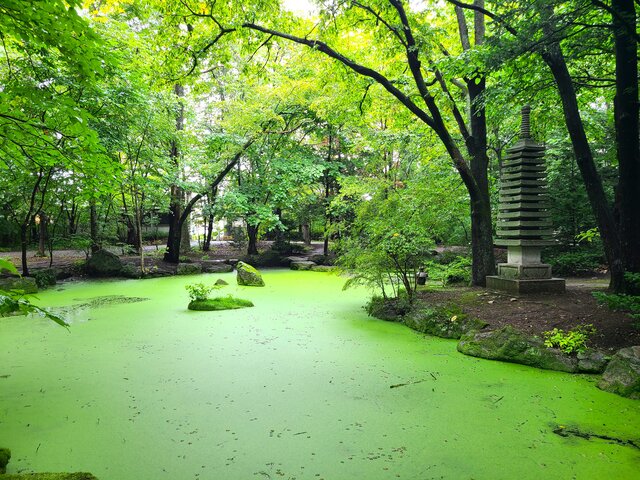 緑の池