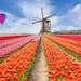 春のオランダ・ベルギー旅行（ツアー）特集