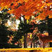 滋賀・奈良の秋の紅葉狩り・紅葉旅行特集