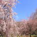 今年は絶対行きたい神奈川県の桜名所10選