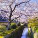 関西で桜を見るならここ！おすすめお花見スポット10選