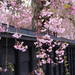 今年は絶対満開の桜を見たい！東北三大桜を見に行くには？