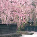 北海道・東北エリアの桜めぐり