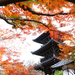 京都で紅葉を見るならここ！絶対行くべき京都の紅葉絶景スポット
