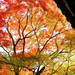 秋の京都の攻略法！混雑を避けて京都の紅葉絶景を見る6ヶ条