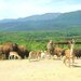 コアラや珍しい動物も!デートや家族旅行におすすめの日本全国の人気動物園