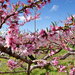 まるでピンクの絨毯！山梨県の桃源郷で今年は一味違ったお花見♪