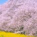 関東で桜を見るならここ!おすすめお花見スポット10選