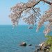 関西で桜を見るならここ!おすすめお花見スポット10選