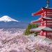 新潟・長野・山梨で桜を見るならここ！おすすめお花見スポット7選