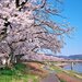 北陸で桜を見るならここ！おすすめお花見スポット7選