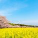 九州で桜を見るならここ!おすすめお花見スポット7選