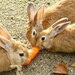 うさぎの島と言われる大久野島で野生のうさぎと戯れよう！