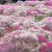 梅のお花見もいいじゃない!梅が見られるおすすめスポット10選
