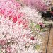 春の絶景はコレで決まり！電車と春の花が撮影できるおすすめ鉄道スポット