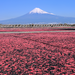 今回の旅行は富士山が主役！富士山絶景と富士山が見えるおすすめ宿をチェック