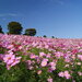 春夏秋冬いつ行っても何かの見頃♪東京の癒しスポット昭和記念公園の魅力大公開!