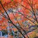 魅力がないなんて言わせない！絶対行くべき茨城の秋を感じるマストスポット