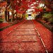 京都で紅葉を見るならここ！絶対行くべき京都の紅葉絶景スポット