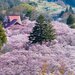 今年はこの桜絶景が見たい!春の到来を感じさせる日本全国のお花見スポット20選