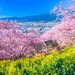 一足早くお花見を楽しみたい！早咲きの桜が見られるスポット7選