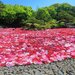カラフルなお花畑や桜に癒される！GWが見頃のおすすめお花スポット16選