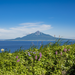 夏の北海道は花の楽園！利尻島・礼文島・稚内・富良野の夏絶景とグルメ旅
