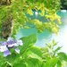 映えスポット＆グルメも堪能！猪苗代・裏磐梯の大自然を楽しむ夏の旅