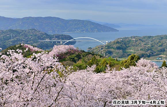 圧巻の千本桜と瀬戸内海の島５島めぐり　２日間