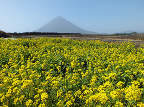 5日間限定特別企画!!　九州名湯紀行　菜の花咲くあったか鹿児島　絶景・名所めぐり　霧島・指宿温泉　3日間
