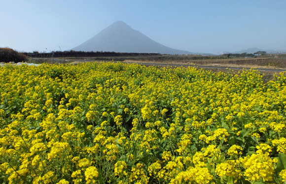 5日間限定特別企画!!　九州名湯紀行　菜の花咲くあったか鹿児島　絶景・名所めぐり　霧島・指宿温泉　3日間