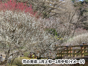 春を先どり！早咲きの熱海梅園梅まつりと伊豆大島の椿まつり　椿フォンデュと絶品海の幸を味わう　3日間