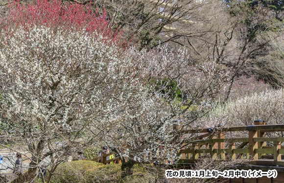 春を先どり！早咲きの熱海梅園梅まつりと伊豆大島の椿まつり　椿フォンデュと絶品海の幸を味わう　3日間