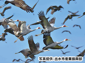 日本一のツルの渡来地・出水　1万羽のツルの乱舞と田園シンフォニー　はぴねすトレイン　2日間