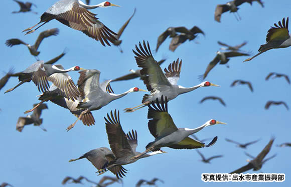 日本一のツルの渡来地・出水　1万羽のツルの乱舞と田園シンフォニー　はぴねすトレイン　2日間