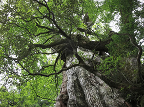 約１００万本の菜の花が咲く指宿　美しき世界遺産の島　屋久島　３日間