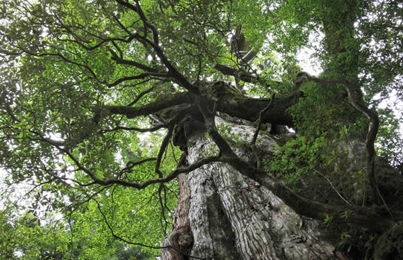 約１００万本の菜の花が咲く指宿　美しき世界遺産の島　屋久島　３日間
