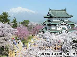 一度は行きたいみちのく三大桜と世界遺産「中尊寺」　４日間