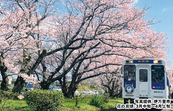 桜のトンネルを走る松浦鉄道と佐賀の一本桜　２日間